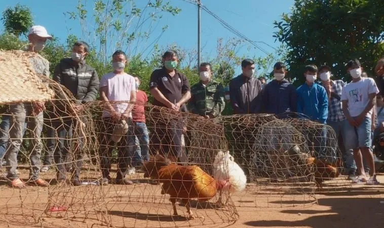 Khám Phá Sức Hút Đá Gà FUN88 Đỉnh Cao 1 Nghiên cứu kỹ lưỡng về 2 chiến kê trước khi cá cược đá gà FUN88